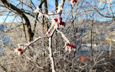Gibt es ein Geheimnis des Erfolgs?
