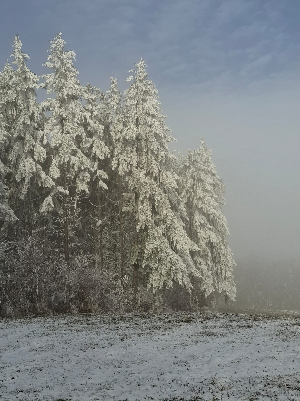 IMG-20250123-WA0016