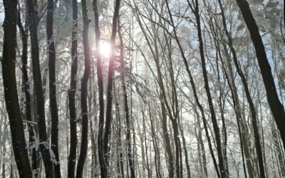 Der Sinn des Lebens: eine mögliche Idee.