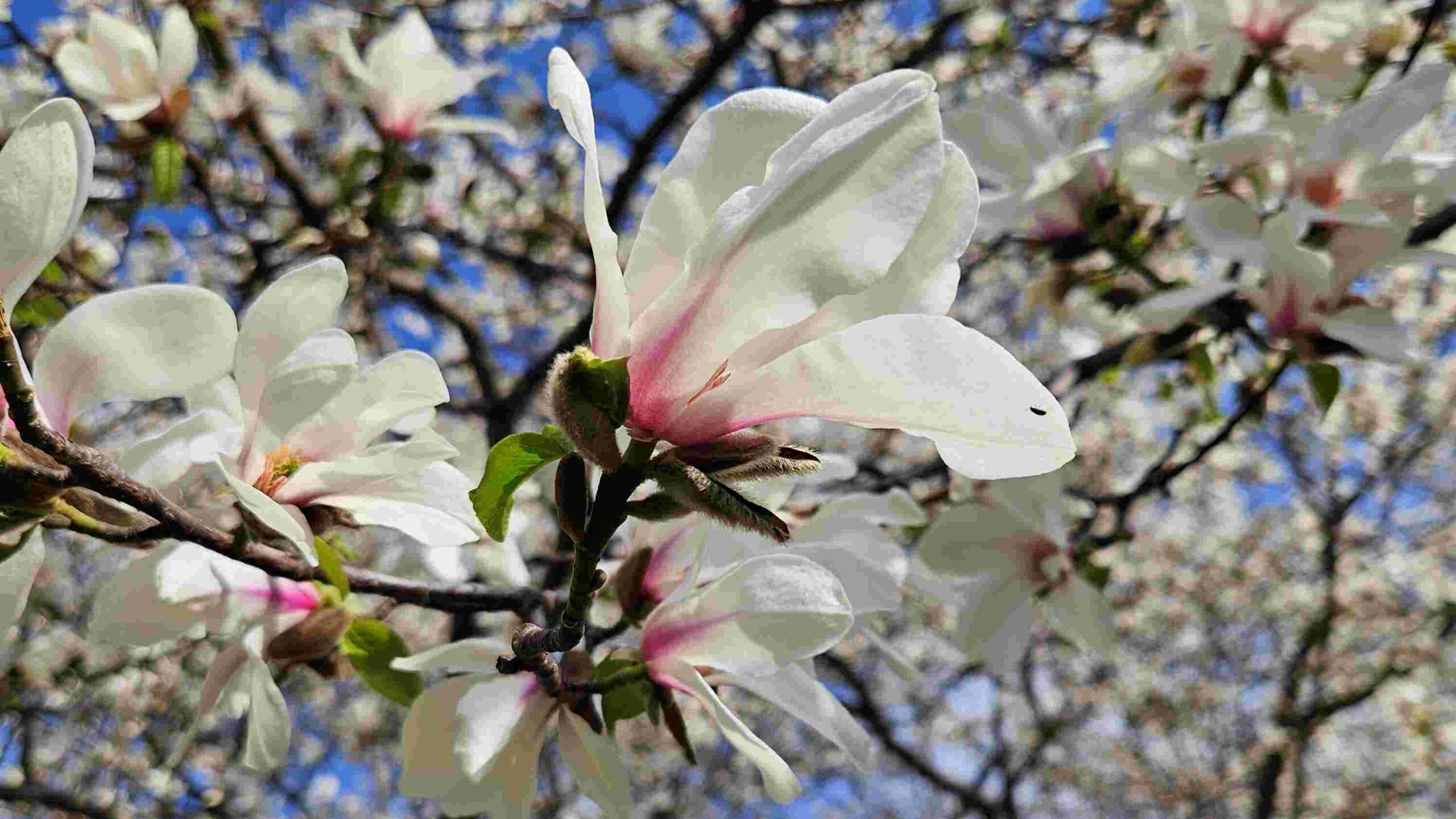 magnolie1